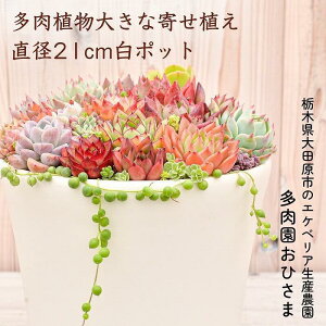 yӂ邳Ɣ[ŁzyAz傫Ȋ񂹐Aa21cm|bg