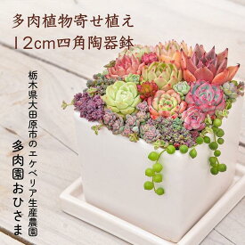 【ふるさと納税】【多肉植物】寄せ植え直径12cm四角陶器鉢
