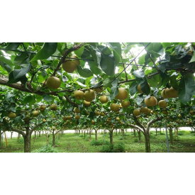 【ふるさと納税】深澤果樹園さんの梨ギフト［豊水］5kg | フルーツ 果物 くだもの 食品 人気 おすすめ 送料無料