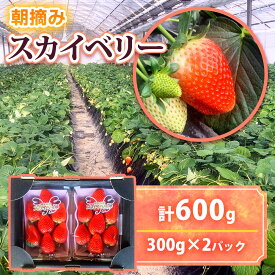【ふるさと納税】 【2025年12月先行予約】朝採りスカイベリー 300g×2パック｜期間限定 先行予約 スカイベリー 朝採れ いちご イチゴ 苺 フルーツ 果物 産地直送 先行予約 栃木県 矢板市