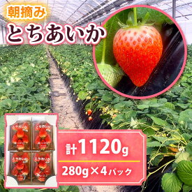 【ふるさと納税】 【2025年12月先行予約】朝摘みとちあいか 280g×4パック｜期間限定 先行予約 とちあいか 朝採れ いちご イチゴ 苺 フルーツ 果物 産地直送 先行予約 栃木県 矢板市