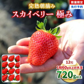【ふるさと納税】【先行予約】[数量限定] 完熟朝摘みスカイベリー 極み 12粒 ＜2026年1月から収穫・順次出荷予定＞| 大粒 プレゼント 贈答用 とちあいか いちご フルーツ 果物 栃木県 矢板市