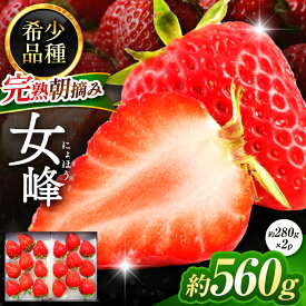 【ふるさと納税】【2025年12月先行予約】【数量限定】完熟朝摘み 女峰 約560g＜2025年12月より収穫・順次発送予定＞ ｜いちご イチゴ 苺 フルーツ 女峰 果物 女峰 産地直送 栃木県産 栃木県 矢板市