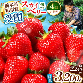 【ふるさと納税】【4カ月連続定期便】【2025年12月先行予約】【選べるグラム数】澳原いちご農園の定期便 (毎月お届け 計4回)560g 800g｜いちご イチゴ 苺 スカイベリー果物 産地直送 栃木県産 期間限定 数量限定 先行予約 栃木県 矢板市