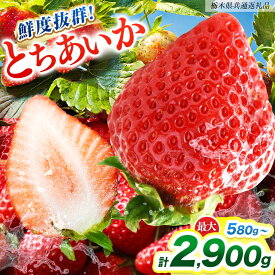 【ふるさと納税】[期間限定] [2026年1月より発送]【選べる内容量】鮮度抜群とちあいか 290g×2、4、6、8、10P 先行予約【栃木県共通返礼品】｜栃木県産 矢板市産 フルーツ スイーツ デザート 果物 果実 産地直送 栃木県 矢板市