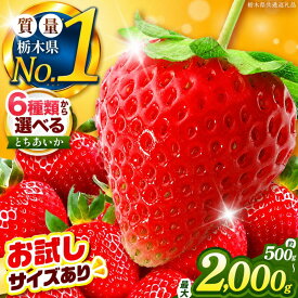 【ふるさと納税】いちご とちあいか 訳あり 定期便 栃木県産 500g～2kg以上 【2026/27先行予約】| 年内発送 可能 高評価 人気 フルーツ 果物 栃木県共通返礼品