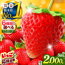 【ふるさと納税】 日本No.1 いちご 生産量 栃木 人気 | 選べる 内容量 発送回数 用途 | 栃木限定 とちあいか 500g ~ 2kg 先行予約 定期便 2回 3回｜旬 訳あり 家庭用 オススメ フルーツ 果物 果実 産地直送 栃木県 矢板市 栃木県共通返礼品 ichigo ストロベリー 期間限定