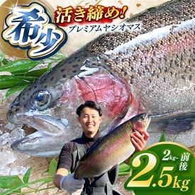 【ふるさと納税】栃木県のブランド魚「プレミアムヤシオマス」丸1尾 新鮮 活け締め｜ヤシオマス 活け締め 鮮魚 ふるさと 納税 魚 さかな サカナ 栄養 美味しい おいしい ブランド 鱒 国産 産地直送 栃木県 矢板市