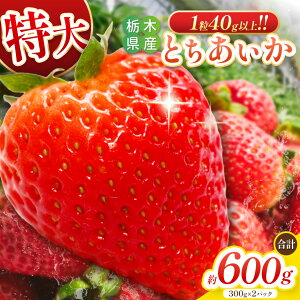 yӂ邳Ɣ[ŁzlVN Ƃ 600g (300g×2pbN) [2026N4{菇\]b C`S  t[c ʕ Yn Ƃ sY Ȗ،Y s\