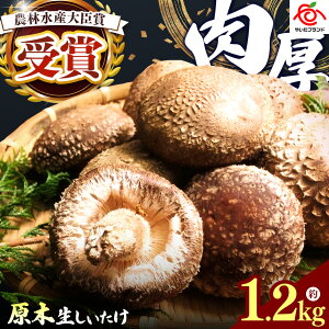 yӂ邳Ɣ[Łz[I] Eؐ | 1.2kg ʌ Y  ؂   LmR ؍͔| ̂ Ŷ VR  _ J[ 