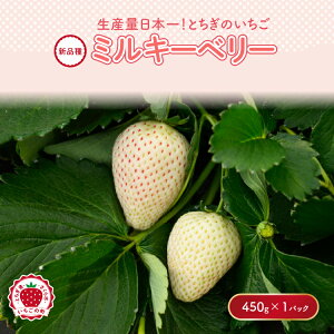yӂ邳Ɣ[Łzsʌtys\z ~L[x[Zbg 450g×1pbN b C`S  s\ Ȗ، ʕ  t[c ~L[x[ VN  Mtg  