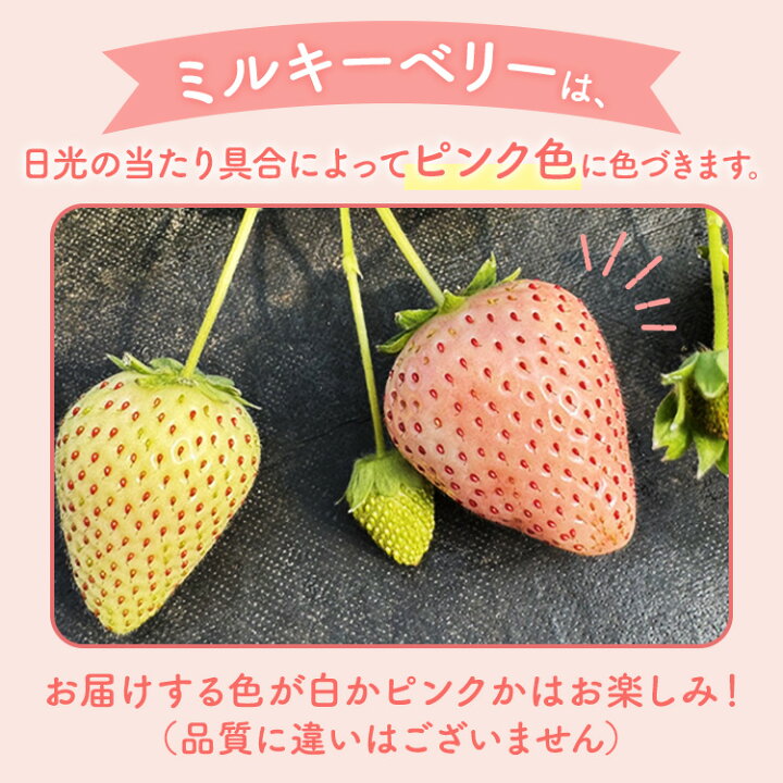 楽天市場】【ふるさと納税】《数量限定》【先行予約】いちご ミルキー  