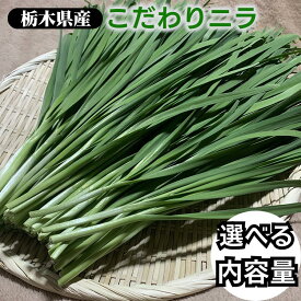 【ふるさと納税】＼選べる内容量／栃木県産こだわりニラ100g×10束 20束 30束 50束 100束 ｜ さくら市 にら 韮 野菜　国産