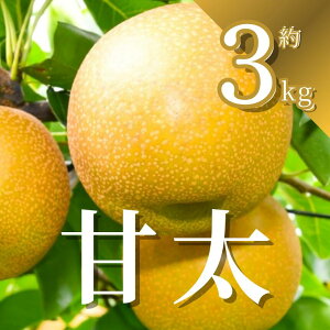 yӂ邳Ɣ[Łzys\z Ñ 3kg |  J^  Ȃ t[c Â ݂݂ ʎ ʕ VN yY 蕨 {̉ʕ y2026N9{菇z Ȗ، s