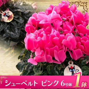 【ふるさと納税】シクラメン 選べる品種 | 11月発送 12月発送 鉢植え 花 園芸 イリュージア ドラゴン シューベルト ドリームパープル ドリームピンク ヨハンシュトラウス クリスマス 贈り物