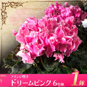 yӂ邳Ɣ[ŁzVN Iׂi | 11 12 A  | C[WA hS V[xg h[p[v h[sN nVgEX NX}X 蕨 