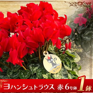 【ふるさと納税】シクラメン 選べる品種 | 11月発送 12月発送 鉢植え 花 園芸 イリュージア ドラゴン シューベルト ドリームパープル ドリームピンク ヨハンシュトラウス クリスマス 贈り物