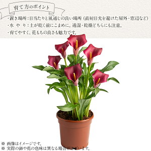 【ふるさと納税】観賞用 花 カラー (5号) 選べる品種 | 4月下旬発送 鉢植え レッドシンフォニー オレンジプライド ザズー サンクラブ ヴァージンアート 園芸 6号鉢 赤 オレンジ ピンク 黄色 白