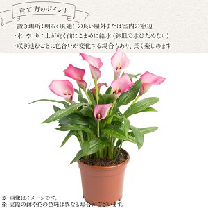 【ふるさと納税】観賞用 花 カラー (5号) 選べる品種 | 4月下旬発送 鉢植え レッドシンフォニー オレンジプライド ザズー サンクラブ ヴァージンアート 園芸 6号鉢 赤 オレンジ ピンク 黄色 白