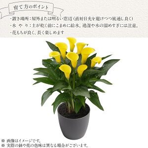 【ふるさと納税】観賞用 花 カラー (5号) 選べる品種 | 4月下旬発送 鉢植え レッドシンフォニー オレンジプライド ザズー サンクラブ ヴァージンアート 園芸 6号鉢 赤 オレンジ ピンク 黄色 白