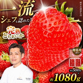 【ふるさと納税】いちご とちあいか 栃木県産 完熟 苺 選べる 数量 限定｜贈答用 プレゼント 先行予約【2027年1月より出荷】イチゴ 人気 栃木県共通返礼品 下野市 送料無料