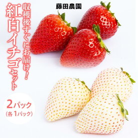 【ふるさと納税】＜先行予約＞ 【スカイベリー ミルキーベリー】鬼怒川の恵みをたっぷり受けた　栃木県上三川（かみのかわ）町産　紅白イチゴセット【紅白各1パック】 いちご イチゴ 苺 白いちご 紅白いちご※2026年1月中旬～3月中旬頃に順次発送※離島への配送不可
