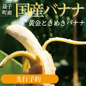 【ふるさと納税】【先行予約】黄金ときめきバナナ　(CA001)