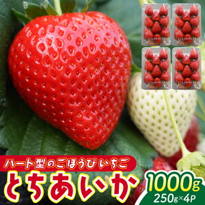 yӂ邳Ɣ[Łzy2026N1Jnzys\zn[g^̂J Ƃ v1kg (250g×4pbN) | Ȗ، ӂ邳Ɣ[  C`S  ʕ t[c Ƃ n J