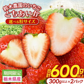 【ふるさと納税】【選べる粒サイズ】鈴木農園のいちご とちあいか 約300g以上×2パック｜栃木県 益子町 ふるさと納税 大きい いちご イチゴ 苺 ハート型 果物 フルーツ とちあいか 人気 600g以上 3Lサイズ以上 / L ～3Lサイズ (DJ002/003)