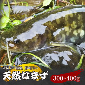 yӂ邳Ɣ[ŁzVRȂ܂(؂g) k֓̐u߉ϐYv 300g`400g ^Ⓚ | VR  i}Y N VN k֓  VՂ g XЂĂ Aq[W Riverline Ȗ، Ζؒ