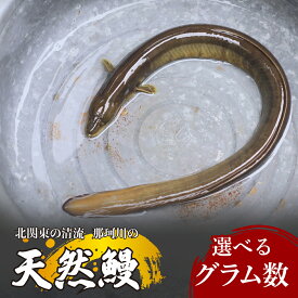 【ふるさと納税】天然鰻 北関東の清流「那珂川産」 1尾 選べる重量 真空冷凍 | 鰻 うなぎ ウナギ 天然 天然うなぎ 希少 貴重 鮮魚 新鮮 北関東 清流 蒲焼 かば焼き 白焼き 炭火焼 うな重 うな丼 Riverline 栃木県 茂木町