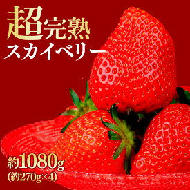 【ふるさと納税】＜2026年先行予約＞いちご 鈴木ファーム厳選＆ 完朝摘み＆ スカイベリー 1,080g 選べる発送月 | いちご イチゴ 苺 スカイベリー 完熟 果物 フルーツ くだもの 旬 産地直送 栃木県産 鈴木いちご園 栃木県 茂木町