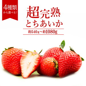 yӂ邳Ɣ[Łz2026Ns\񁄂 uΖ؊nv肳񂪈Ă Ƃ 540g 1,080g Iׂ锭e |  C`S  Ƃ n ʕ t[c  { 