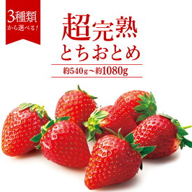 【ふるさと納税】いちご 「茂木完熟いちご」篠崎さんが育てた とちおとめ 540g 1,080g 選べる発送月＆サイズ | いちご イチゴ 苺 とちおとめ 完熟 果物 フルーツ くだもの 旬 産地直送 栃木県産 篠崎いちご園 栃木県 茂木町