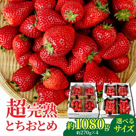 【ふるさと納税】いちご 矢野農園 とちおとめ 540g 1,080g 選べる発送月＆サイズ | いちご イチゴ 苺 とちおとめ 完熟 果物 フルーツ くだもの 旬 産地直送 栃木県産 矢野農園 栃木県 茂木町