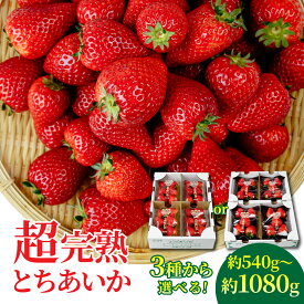 【ふるさと納税】＜2026年先行予約＞いちご 矢野農園 とちあいか 選べる発送月＆サイズ | いちご イチゴ 苺 とちあいか 完熟 果物 フルーツ くだもの 旬 産地直送 栃木県産 矢野農園 栃木県 茂木町