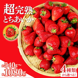 【ふるさと納税】いちご 「茂木完熟いちご」いちご選手権金賞農園の 朝採れ とちあいか 540g 1080g 選べる発送月＆内容量 | いちご イチゴ 苺 とちあいか 定期便 金賞 ブランドいちご 完熟 果物 フルーツ くだもの 旬 産地直送 栃木県産 美土里農園 栃木県 茂木町