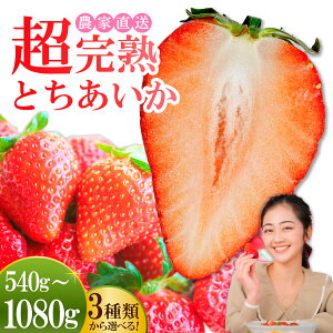 yӂ邳Ɣ[Łzst 񂿂̊n Ƃ540g 1080g Iׂ锭e |  C`S  Ƃ n 嗱 ʕ t[c  { Yn Ȗ،Y 
