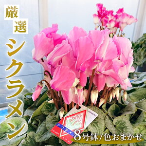 【ふるさと納税】厳選シクラメン8号鉢 【花・シクラメン・鉢】※2025年11月下旬〜12月下旬頃に順次発送予定 ※北海道への配送不可