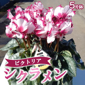 yӂ邳Ɣ[Łzys\zIVN@hrNgAhyԁEVNEzkCւ̔zs 2025N11{`12{ɏ\