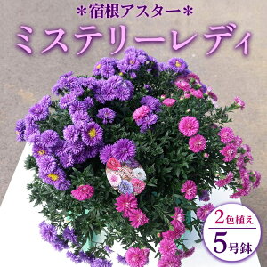 yӂ邳Ɣ[Łzys\zhAX^[ ~Xe[fB2FA 5 kCւ̔zs 2025N9{`10{ɏ\