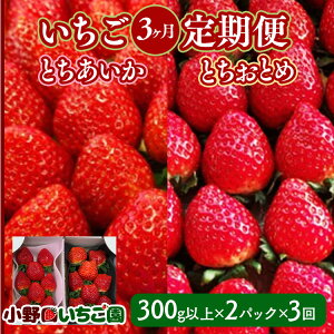 yӂ邳Ɣ[Łzyցz3ցst Ƃ ƂƂ 300gȏ2pbNv3 | n E   C`S Ƃ ƂƂ Hה ʕ t[c G