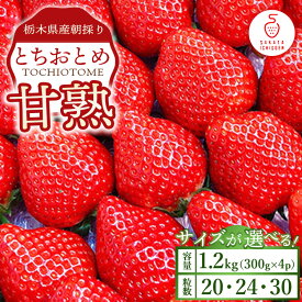 【ふるさと納税】【選べる粒数】甘熟とちおとめ 各300g×4p 30粒 24粒 20粒｜ とちおとめ いちご 苺 栃木県 果物 フルーツ ※北海道・沖縄・離島への配送不可 ※2026年1月上旬～4月中旬頃に順次発送予定
