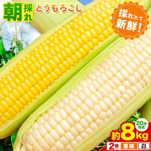 yӂ邳Ɣ[ŁzƂ낱 b b 4kg 10{ 8kg 20{ ̂ N[ ؒY ނÂg s2026N6{-7{oׁtȖ، ؒ gERV 