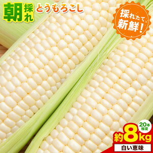 yӂ邳Ɣ[ŁzƂ낱 b b 4kg 10{ 8kg 20{ ̂ N[ ؒY ނÂg s2026N6{-7{oׁtȖ، ؒ gERV 