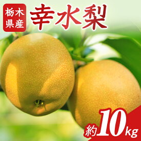 【ふるさと納税】N02 梨 なし 幸水 10kg フルーツ 先行予約 2024年 8月 上旬頃 栃木県