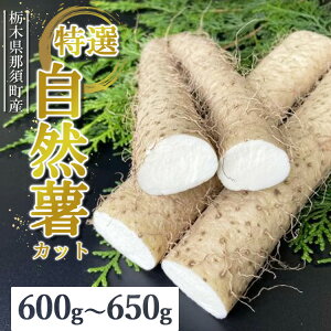 yӂ邳Ɣ[Łzߐ{Y RiJbgj600g`650g bJbg yY 蕨 p Ƃ Ƃ낲 R N Y Yn ߐ{ Ȗ، ߐ{kP-151l 2025N12菇\