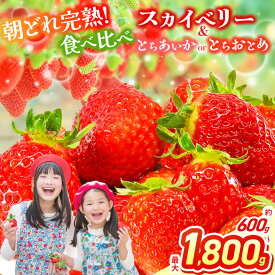 【ふるさと納税】【2026年先行予約】スカイベリー＆とちあいか スカイベリー＆とちおとめ 食べ比べ 300g×2 2箱 3箱 | 果物 くだもの フルーツ 苺 イチゴ いちご とちあいか とちおとめ スカイベリー 食べ比べ 美味しい デザート 栃木県 那珂川町 送料無料 先行予約 選べる