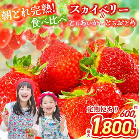 【ふるさと納税】 いちご 定期便 選べる スカイベリー＆とちあいか スカイベリー＆とちおとめ 食べ比べ 300g×2 2箱 3箱 | 果物 くだもの フルーツ 苺 イチゴ とちあいか とちおとめ スカイベリー 食べ比べ 美味しい デザート 栃木県 那珂川町 送料無料 先行予約 選べる