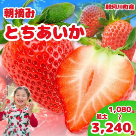 【ふるさと納税】【先行予約】那珂川町産とちあいか 選べる内容量 | 2026年 先行予約 苺 イチゴ 大粒 甘い 贈答用 数量限定 果物 フルーツデザート 人気 贅沢 たっぷり 大容量 朝採れ当日発送 栃木県 那珂川町 送料無料